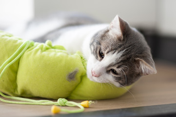 Jeune chat tigré et blanc
