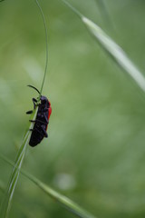 Red beetle