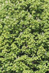 Chestnut flowers with green leaves.