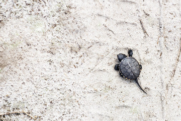 Small river turtle on a sandy background. Natural backgrounds. Animal world.
