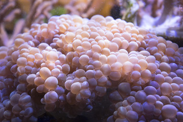 Naklejka premium Marine life sea anemone Condylactis gigantea underwater in the sea