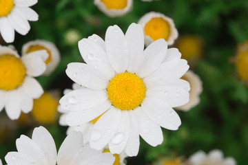 Fototapeta premium Daisies close-up picture