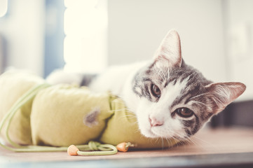 Portrait de chat blanc et tigré