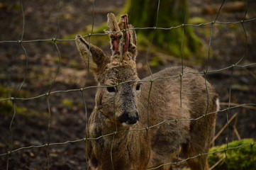 Deer