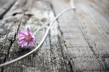 One lilac flower Xeranthemum on a gray wooden texture background close up. Wabi Sabi, Hygge style. Loneliness, simplicity, minimalism concept