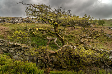 An old tree with plenty of character