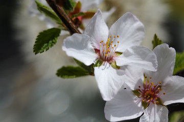 Branch of the blossoming cherry