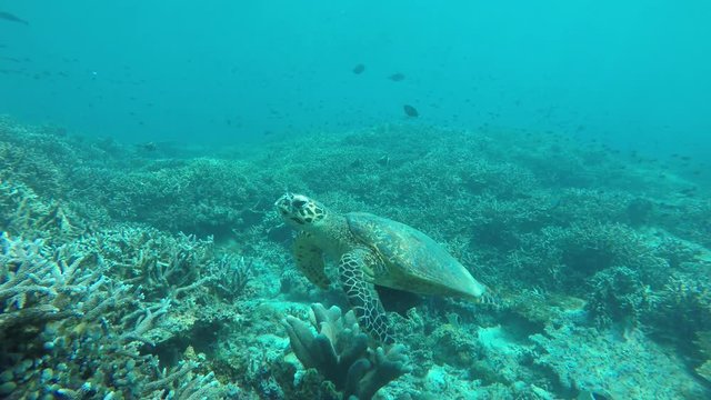 Hawksbill Sea Turtle swimming over coral reef