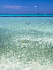 Malediven, Rasdoo-Atoll, Lagune einer Malediveninsel mit Sardinen und jagenden Schwarzspitzenhaien in Ufernähe, Rsadoo-Atoll. Maledien, Indischer Ozean