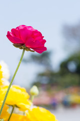 Red anemone close-up picture