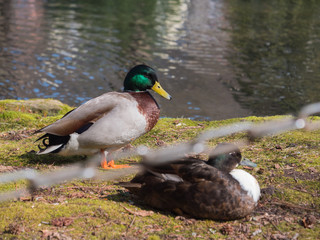 Ente am See