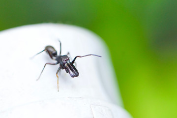 アリグモ　昆虫