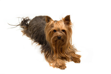 Yorkshire Terrier dog on white background