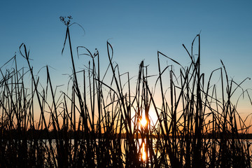 Cyperaceae. Close up view and silhouetted of Sedge grass that grows along the marsh. During the...