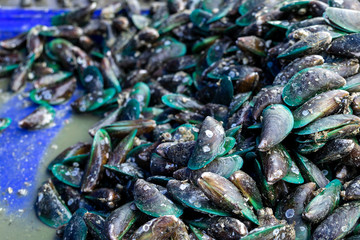 Close up view. Fresh mussel from the sea with stain. In the area of the bazaar.
