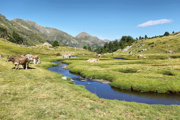 Fototapeta na wymiar Pyrenean cows along Tristaina river , Andorra