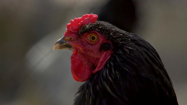 head of the black cock in profile