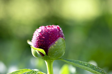 Peony 1