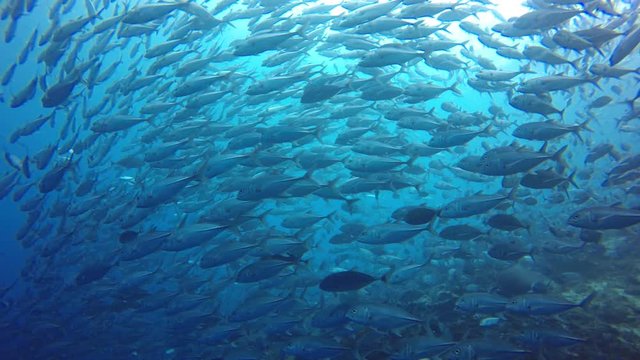 Fish school underwater footage. Bigeye Jack fish (Jackfish or Trevally fish)  