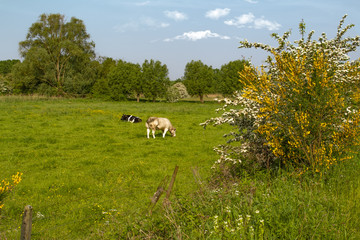 Fototapeta premium Pastoral