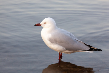 seagull