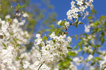 Spring blossom cherry tree branch and blue sky background	