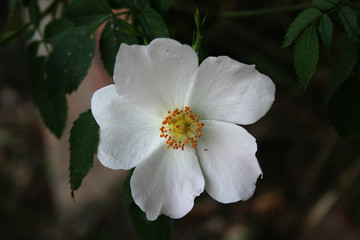 ROSA BLANCA