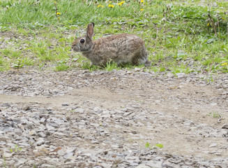 Bunny Rabbit in Grassy Field