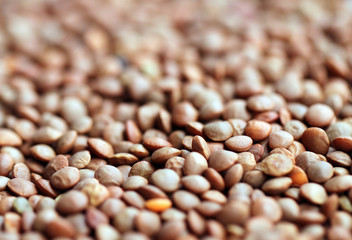 red lentils seeds for germination