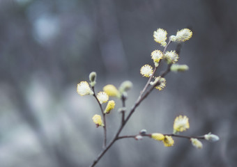 willow branches on a background