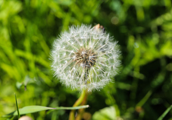 Yellow common dandelion (Taraxacum officinale) blooming