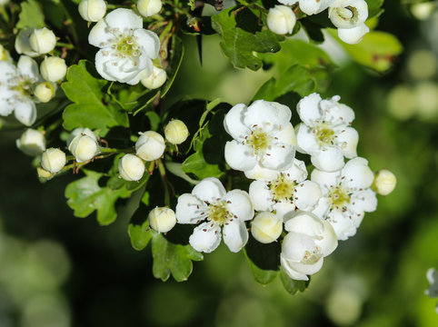 White flower of midland hawthorn, English hawthorn (Crataegus laevigata) blooming in spring