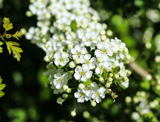 White flower of midland hawthorn, English hawthorn (Crataegus laevigata) blooming in spring