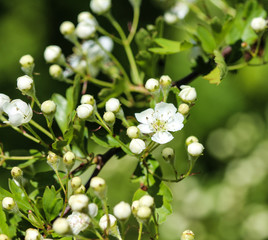 White flower of midland hawthorn, English hawthorn (Crataegus laevigata) blooming in spring