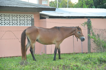Horse