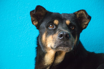 Dog black striped green face doubt blue wall background