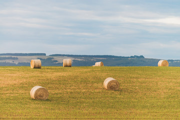 Round hay bales on the field