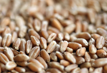 wheat seeds for germination