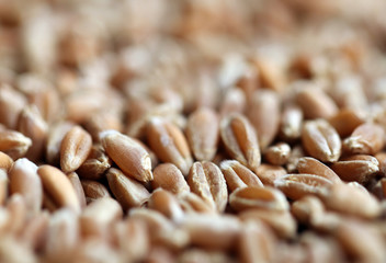 wheat seeds for germination