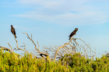 Yellow-tailed black cockatoo couple