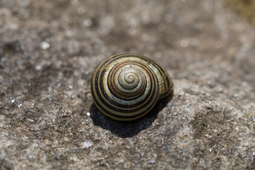 Snail shell