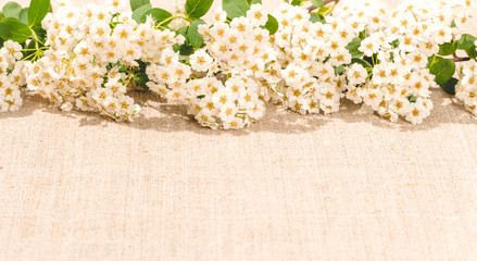 White flowers and linen. Delicate festive floral background