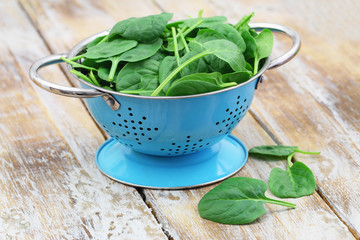 Blue colander full of freshly washed baby spinach leaves

