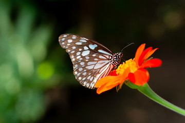 butterfly hanging on flower