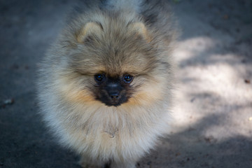 Cute fluffy Pomeranian dog stay on the grass. Spitz puppy.
