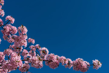Cherry blossoms against blue sky