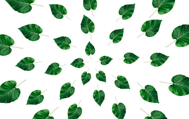 green leaves frame on white background. flat lay. natural concept