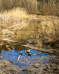 Puddle on the forest road with reflections.