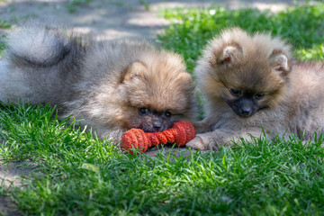 Two puppies pomeranian siblings and play in grass green background. Outdoor.