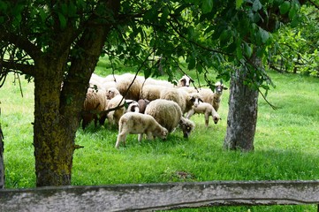 sheep and lambs in the meadow
